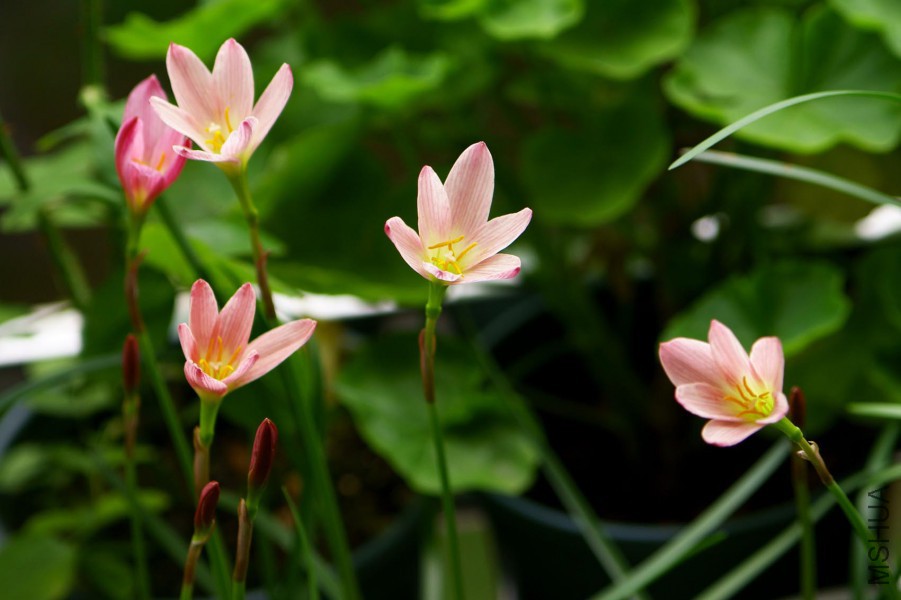 ������Zephyranthes Prairie Sunset 2.jpg