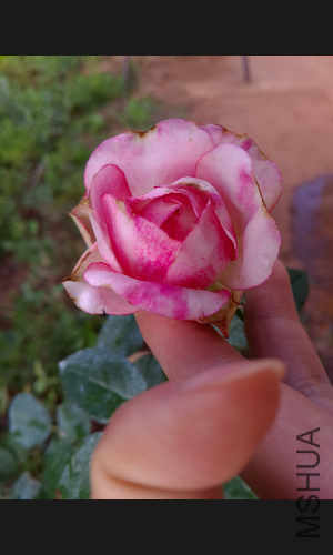 S50629-203628.jpg