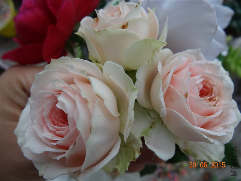 DSC00925.jpg