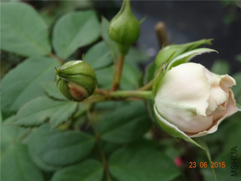 DSC00723.jpg