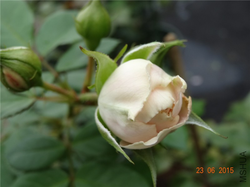 DSC00725.jpg
