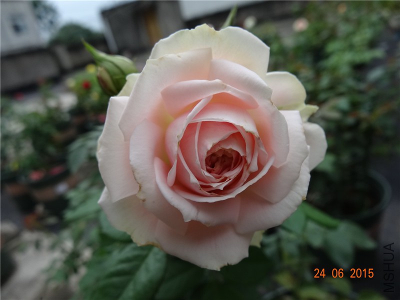 DSC00774.jpg