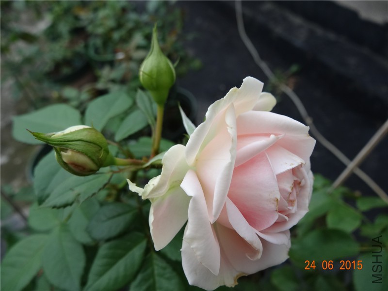 DSC00773.jpg