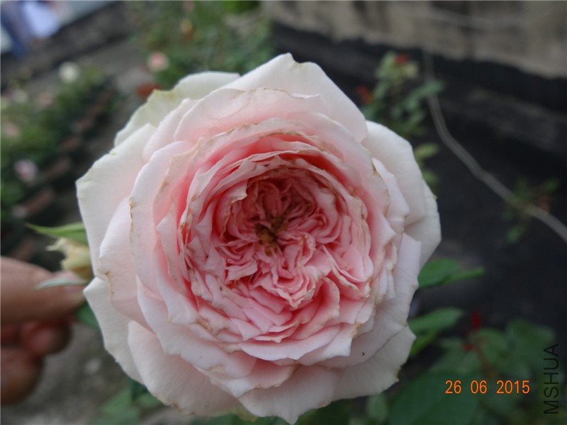 DSC00800.jpg