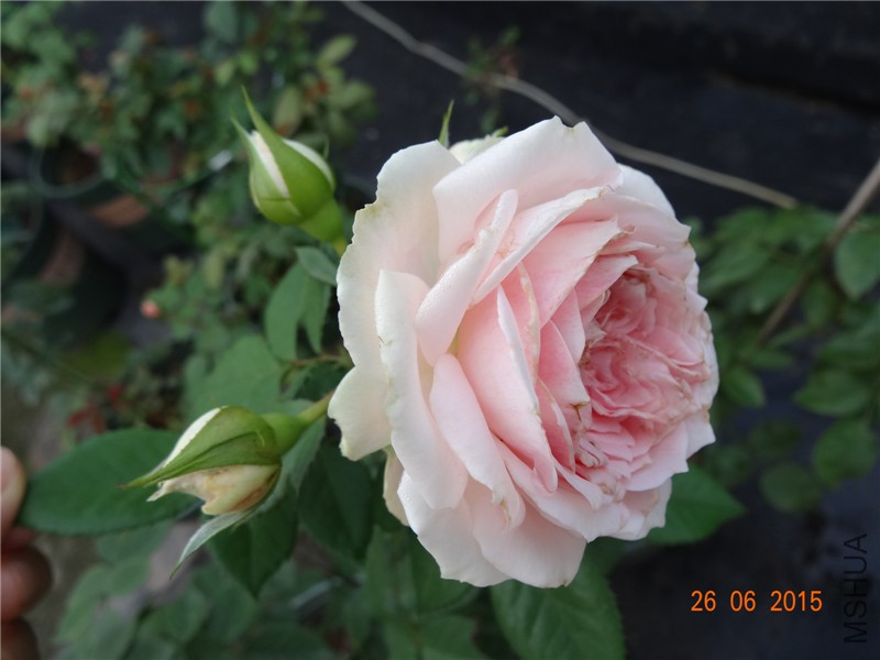 DSC00801.jpg