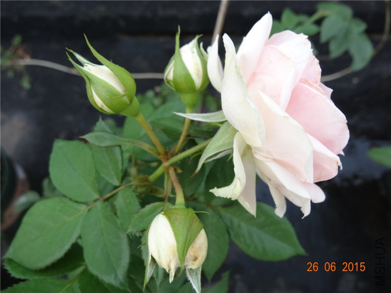 DSC00802.jpg