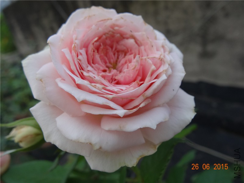DSC00803.jpg