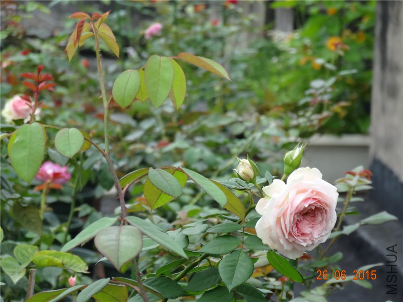 DSC00852.jpg