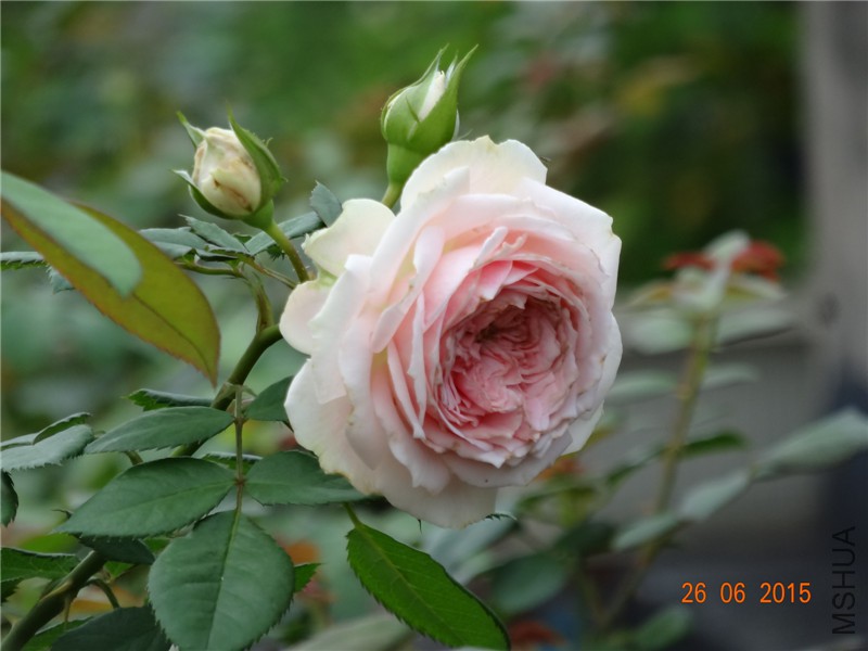 DSC00853.jpg