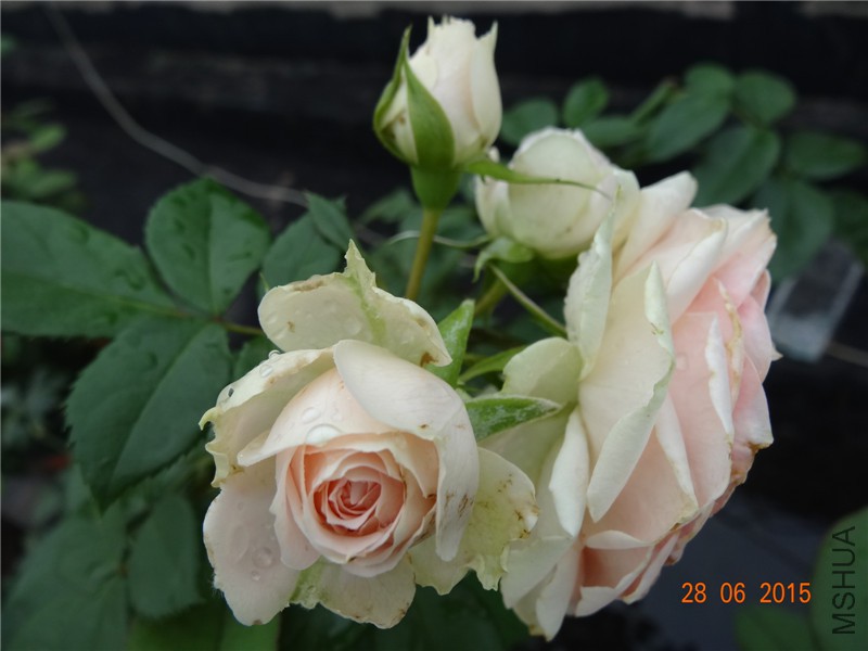 DSC00876.jpg