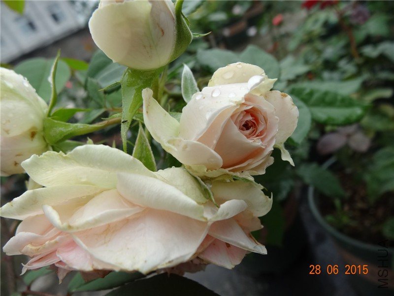 DSC00915.jpg