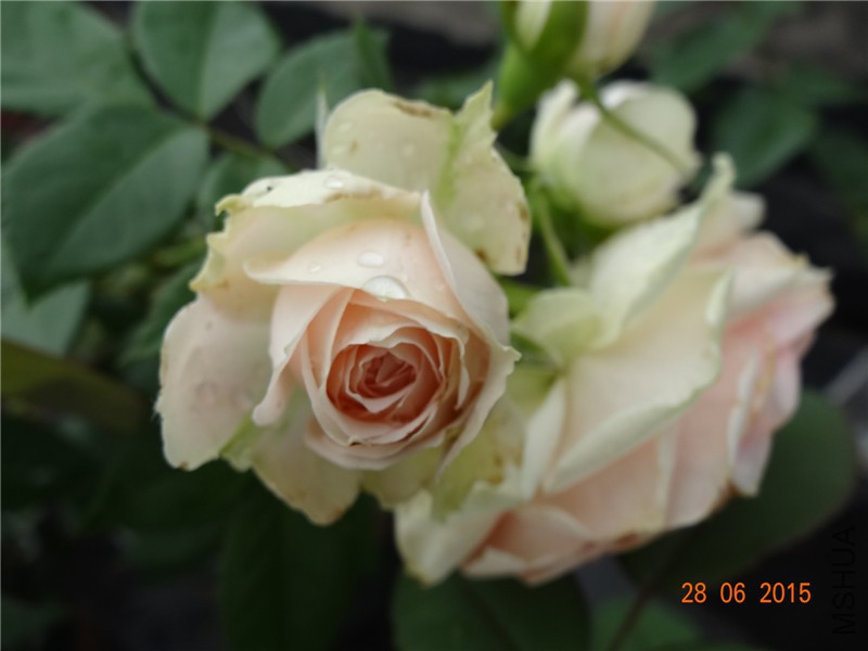 DSC00916.jpg