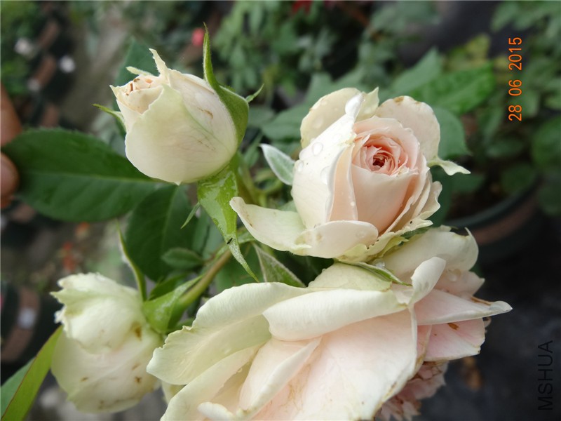 DSC00917.jpg
