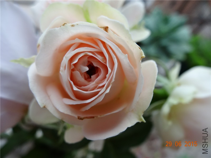 DSC00920.jpg