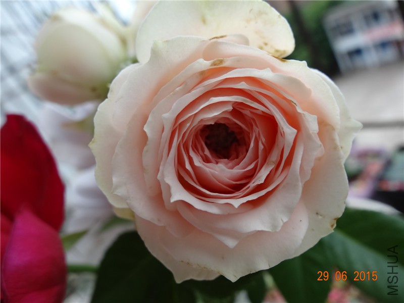 DSC00921.jpg