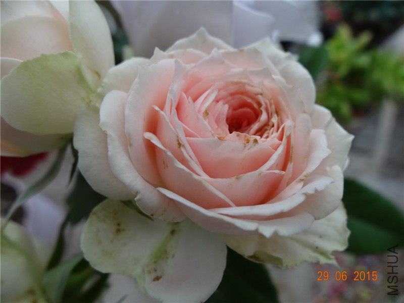 DSC00922.jpg