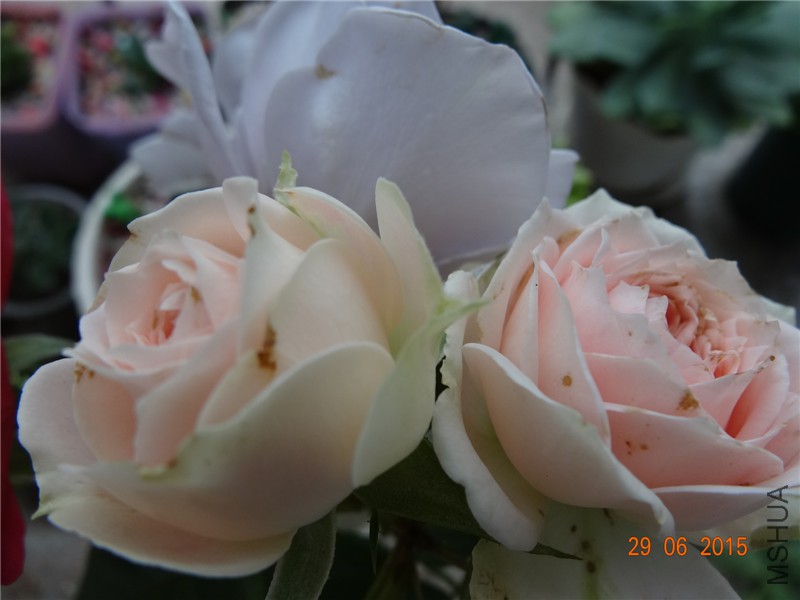 DSC00924.jpg