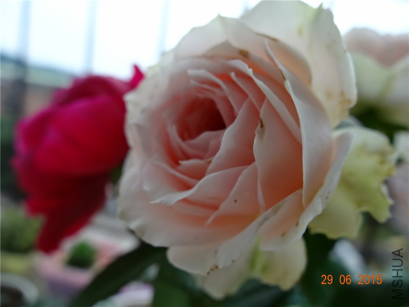 DSC00923.jpg