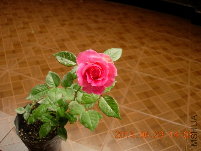 DSCN2485_resize.JPG