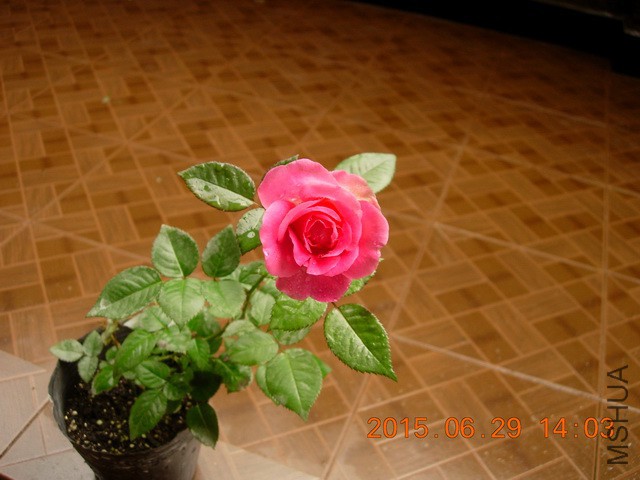 DSCN2484_resize.JPG