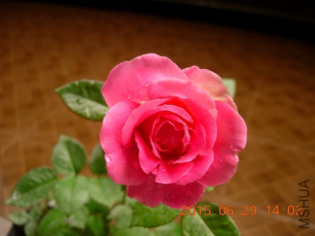 DSCN2488_resize.JPG