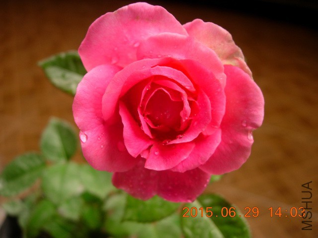 DSCN2486_resize.JPG