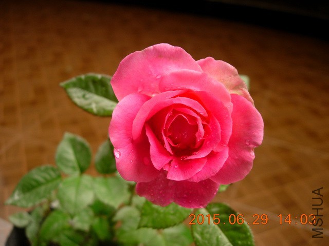 DSCN2489_resize.JPG