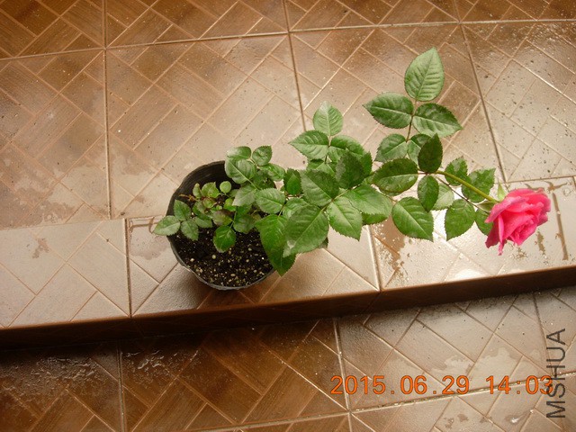DSCN2491_resize.JPG