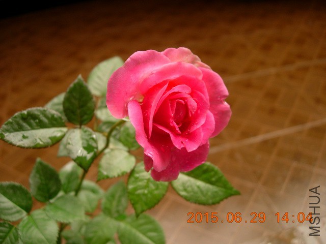 DSCN2492_resize.JPG