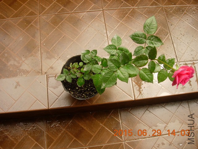 DSCN2490_resize.JPG