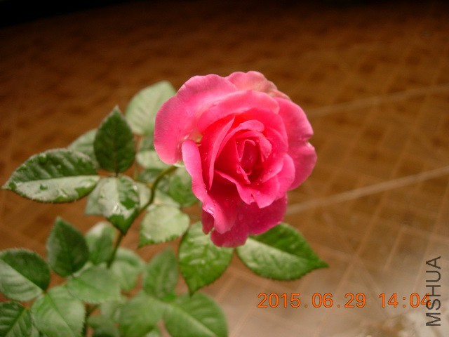 DSCN2493_resize.JPG