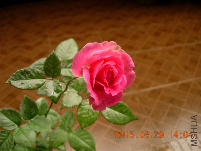 DSCN2495_resize.JPG