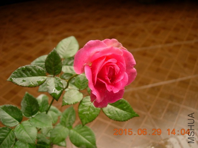 DSCN2494_resize.JPG