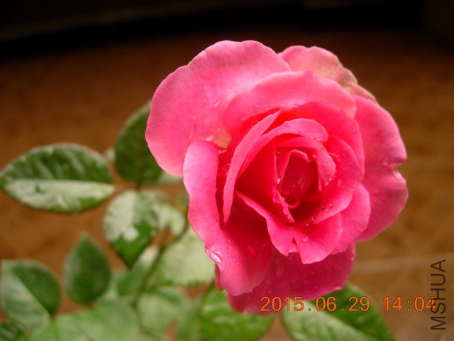 DSCN2498_resize.JPG