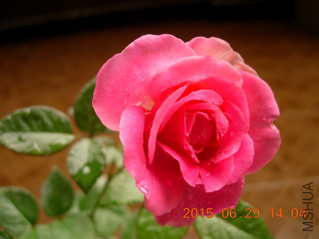 DSCN2497_resize.JPG