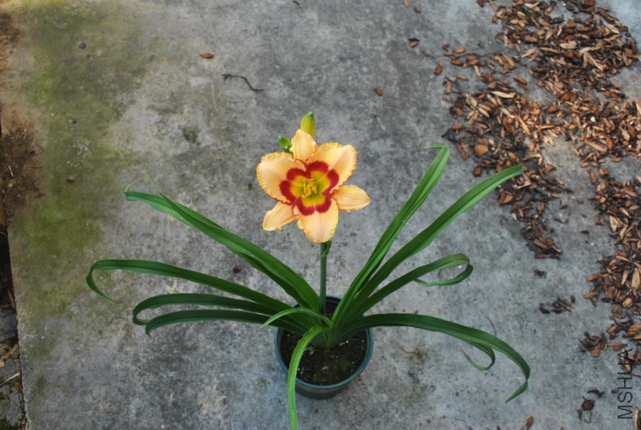 F1-788�ں�ʵ� (4).jpg