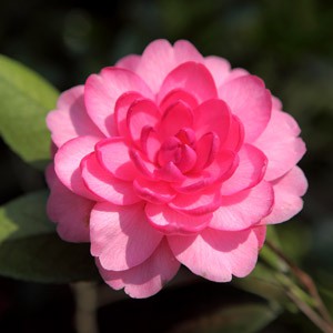 �軨�� Fun Camelli_20150629_13080061231598000_000.jpg