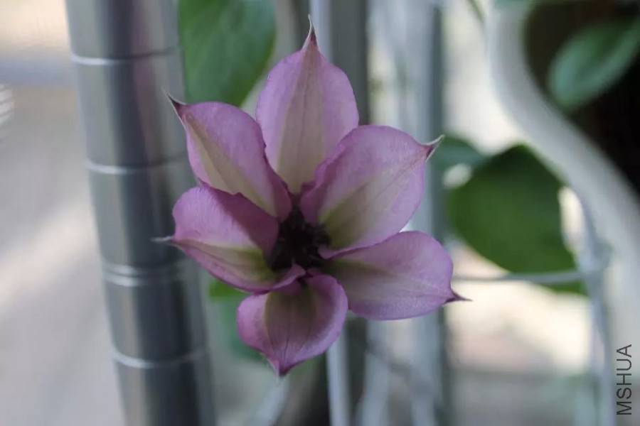 psb (14).jpg
