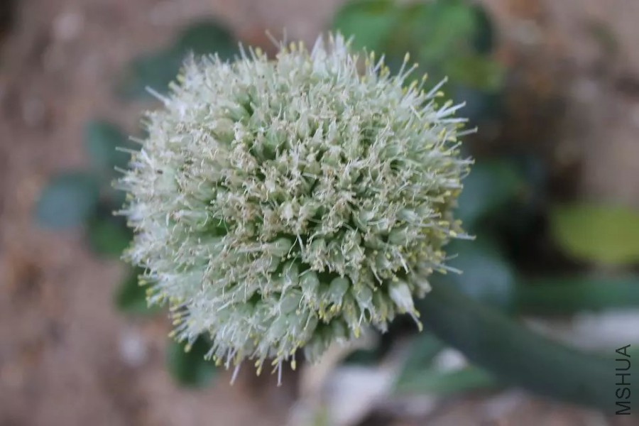 psb (30).jpg