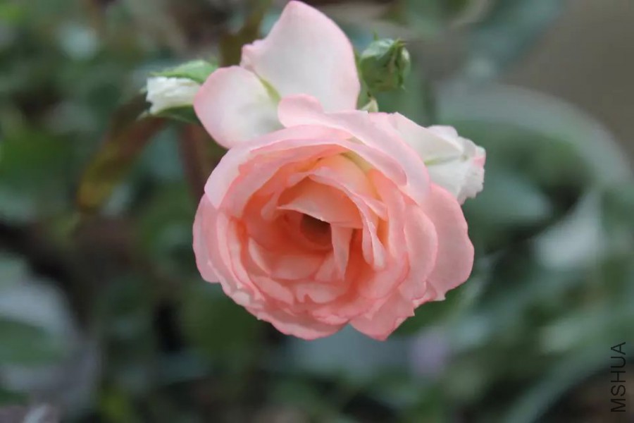 psb (33).jpg