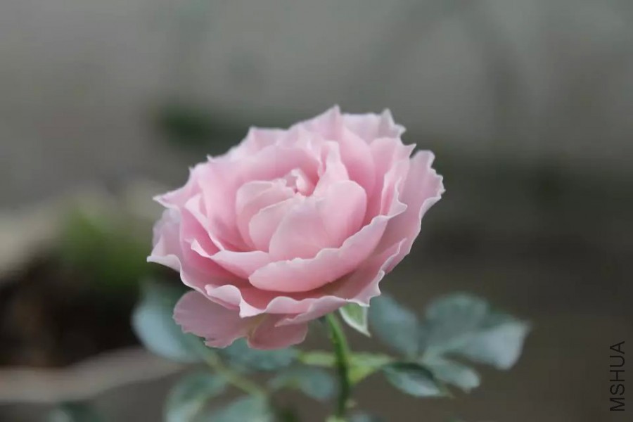 psb (34).jpg