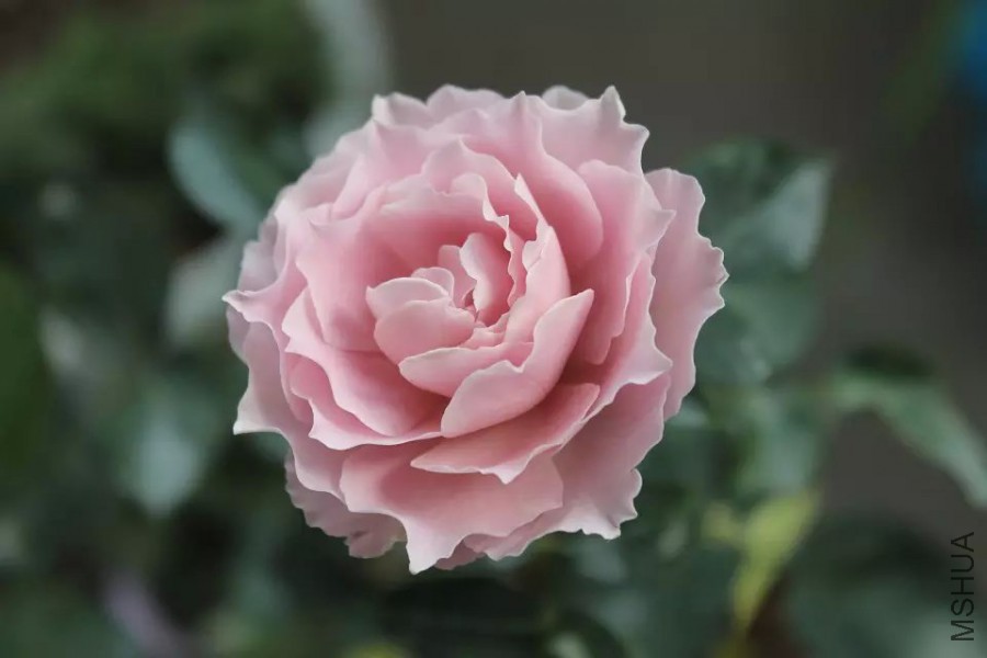 psb (36).jpg