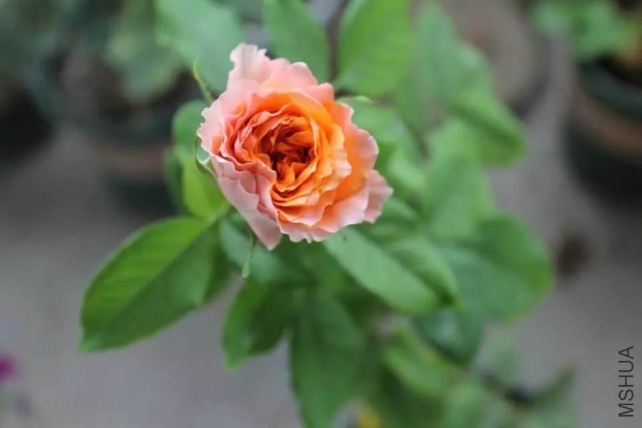 psb (48).jpg