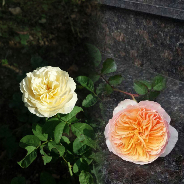 6�º�1�µ�����