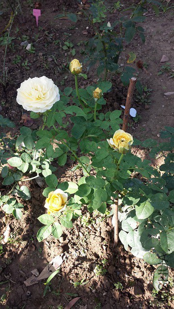 ���Ժ�����ǿ���ܶ�