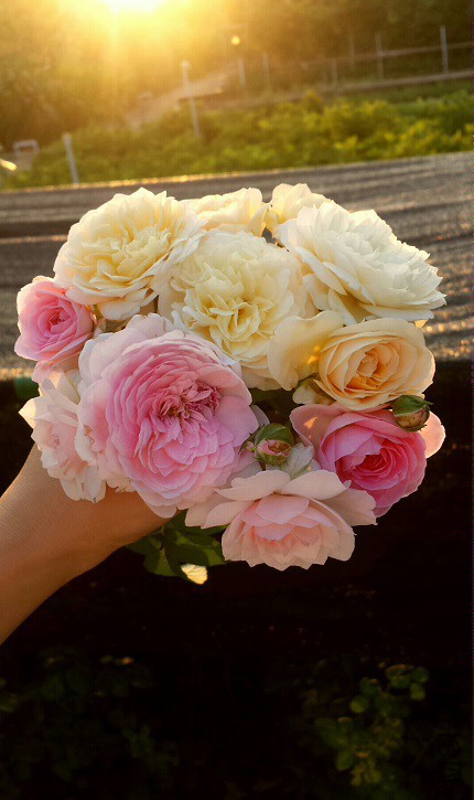 2015-06-29 19.30.55.jpg