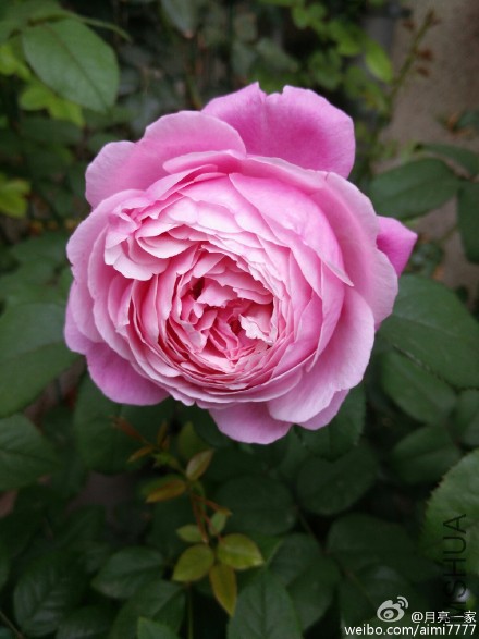 4b7cefbajw1etlx9jhu6sj20xc18g7c9.jpg