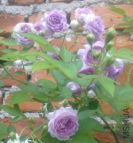 ΢�� �ڻ� ����ͷ 