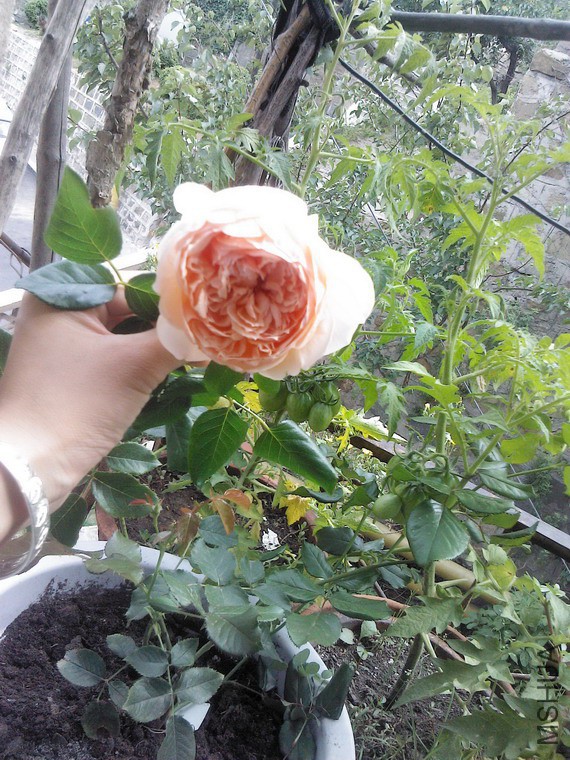 YP20150628142403.jpg