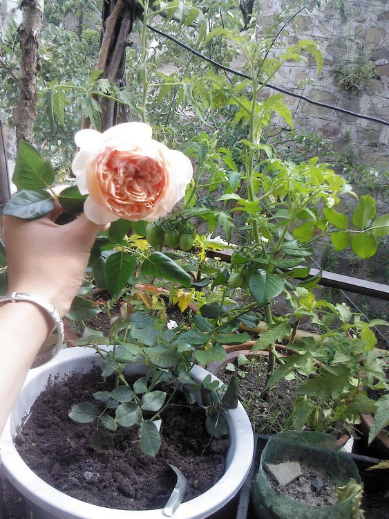 YP20150628142427.jpg